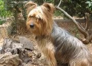 Quiz Mon Yorkshire Terrier. Hommage  mon chien