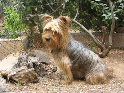 De quelle origine est le Yorkshire Terrier ?