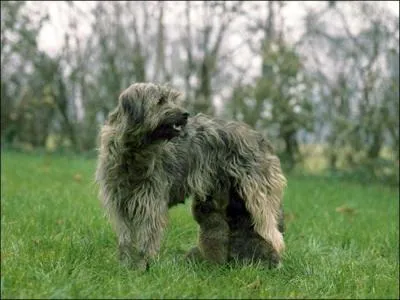 Ce chien est descendant d'individus primitifs du Tibet. Sa robe peut être fauve, fauve charbonné ou grise. Chien à poils longs, raides ou légèrement ondulés, il court dans de grands espaces pour conduire son troupeau. C'est le Gos d'Atura ou :