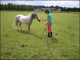 Lorsque l'on va chercher un cheval au pré, quelles règles de sécurité dois-je appliquer ?