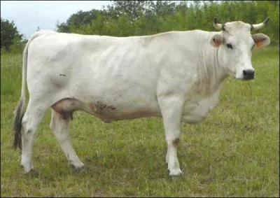 Quelle est la race de cette vache ?