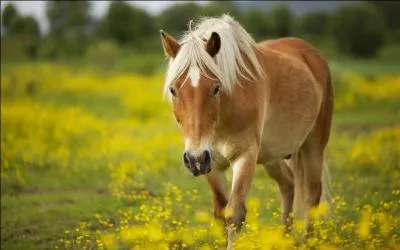 Quelle est la robe de ce cheval ?