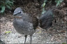 Un oiseau est capable d'imiter toutes sortes de son de l'activité humaine, quel est le nom de cet oiseau ?