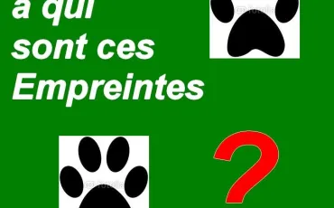 Quiz Animaux