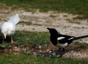 Quiz Retrouvez l'oiseau