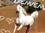 Quiz Les chevaux