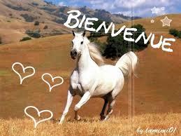 Quiz Chevaux