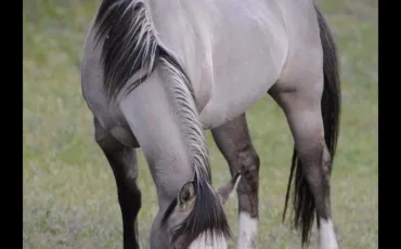 Quiz Chevaux