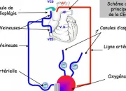 Quiz Cardiologie et soins infirmiers 2