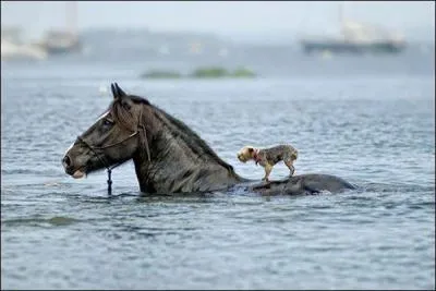 Complétez ce proverbe français : A une jument tu demandes, avec un hongre tu parles mais avec un ... tu discutes !