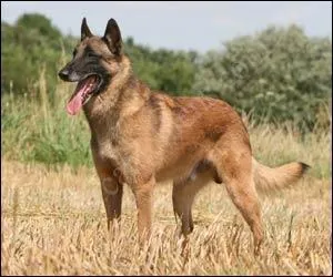 Le berger belge malinois a un poil court charbonné et une tête masquée. Quelle est la couleur dominante du pelage et quelle est celle du masque ?