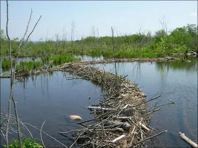 Une fois son ouvrage terminé, il s'accorda une pause et dégusta une jeune pousse, avant de replonger sous l'eau !