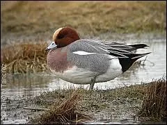 Quel oiseau préfère les saucisses aux brochettes ?