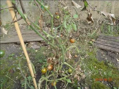 Vous avez, paraît-il, la main verte, et vous aimez jardiner, mais cette année, vos pieds de tomates noircissent ainsi que les fruits, qui finissent par pourrir, on appelle cette maladie l'alternariose ou pourriture noire, quel produit allez-vous utiliser pour éviter que ça ne se reproduise ?