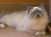 Quiz Le sacr de Birmanie ou birman