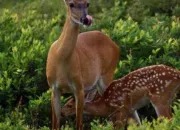 Quiz Les animaux de la fort