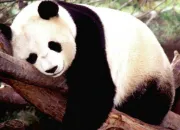 Quiz Le panda gant