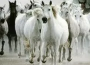 Quiz Les diffrents chevaux de trait