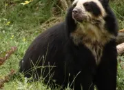 Quiz L'ours  lunettes