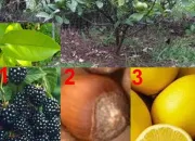 Quiz Les arbres et leurs fruits