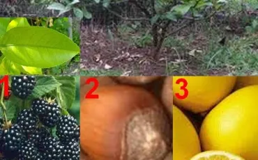 Quiz Fruits