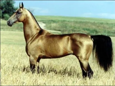 Quel est le nom de ce cheval, que l'on qualifie de "plus beau au monde" ?