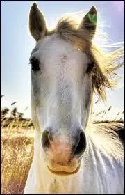 Laquelle de ces propositions n'est pas une partie de la tte du cheval ?