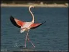 Quelle est l'espérance de vie d'un flamant rose à l'état sauvage ?