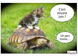 Quiz Animaux