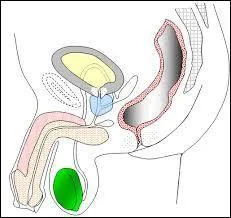 Commençons ce quiz par un muscle de l'appareil génital masculin : le dartos.
Où se trouve ce muscle ?