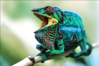 Plus le caméléon arbore des couleurs vives, plus il a de chances de vaincre son rival.