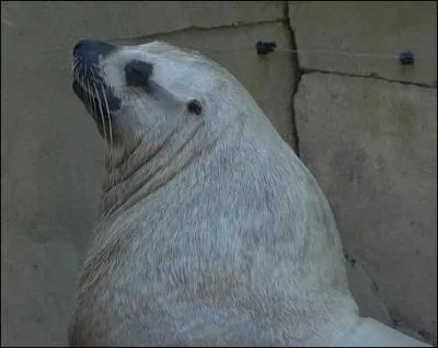 A quelle famille appartiennent les otaries ?