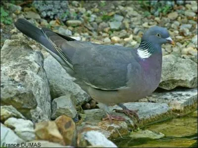 Quelle lettre faut-il doubler au mot « maire » pour être pigeon ?