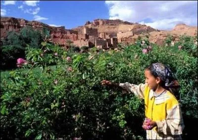 Quelle vallée du Haut Atlas surnomme-t-on la ''Vallée des Roses'' ?