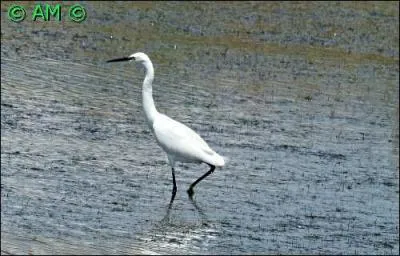 Oiseau entièrement blanc. Sa taille moyenne varie de 55 à 65 cm pour une envergure de 90 à 105 cm. Son bec noir à la base et ses pattes noires aux doigts jaunes le rendent facilement identifiable. En période nuptiale, il porte sur la nuque deux longues plumes fines.