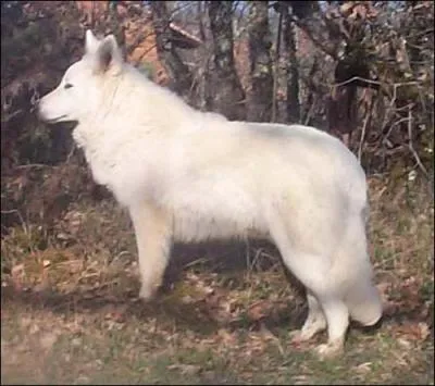 En quelle anne a t import le premier berger blanc suisse en suisse ?