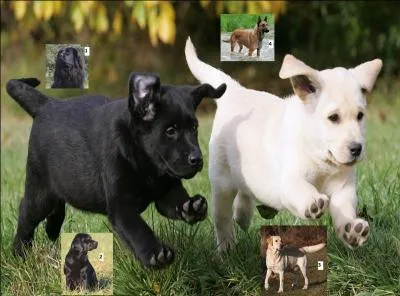 Nous sommes jeunes retrievers et jouons à cache-cache avec les parents.
Qui est mon père ? Qui est ma mère ?