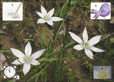 Jolie fleur blanche en forme d'étoile dite de Bethléem, de la famille des Liliaceae, qui ne s'ouvre qu'en fin de matinée.
Quel autre nom porte-t-elle ?