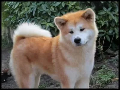 Est-il exact que l'Akita Inu soit un chien méchant envers ses congénères ?