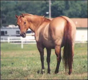 Quelle est la robe de ce cheval ?