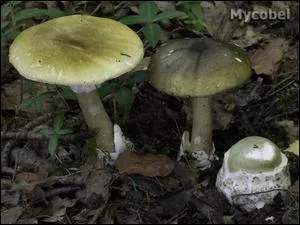 Quel est ce champignon mortel ?