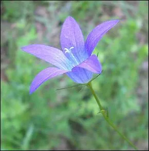 Quelle est cette fleur ?