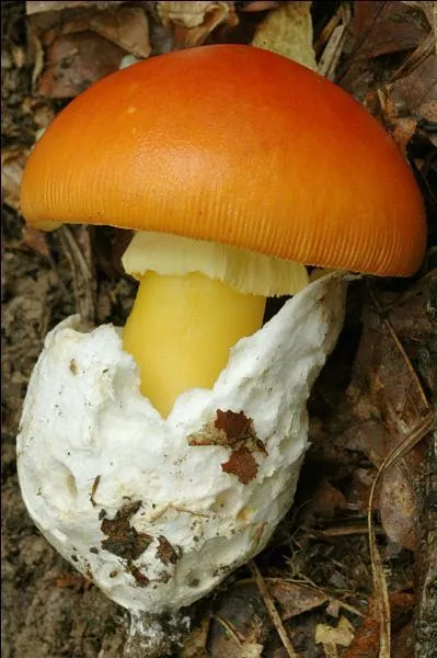 Quel est ce champignon ?