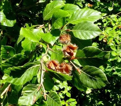 Qu'allez-vous trouver sur cet arbre ?