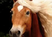 Quiz Les chevaux