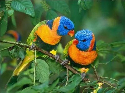 "Les oiseaux lancèrent leurs premiers trilles". Quel est le sens du mot "trille" ?