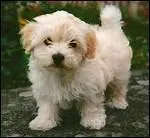 Le bichon ------- fait preuve d'une grande dignit et manifeste beaucoup d'affection -------- ses matres.