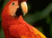 Quiz Connais-tu bien les oiseaux ?