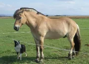 Quiz Race de chevaux