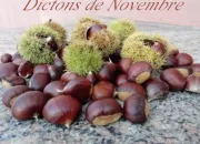 Quiz Proverbes de novembre